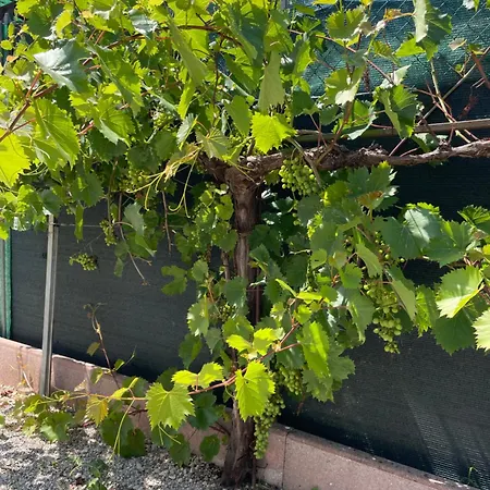 A Casa Di Amici Vidor