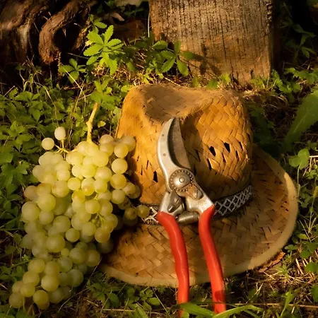 A Casa Di Amici * Vidor