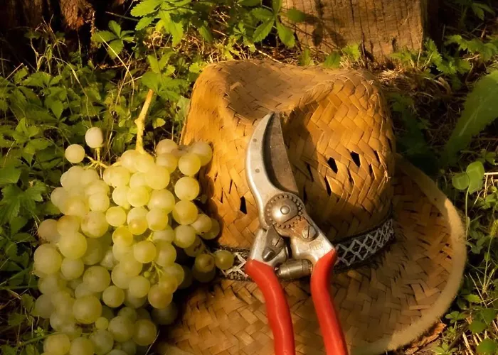 A Casa Di Amici * Vidor